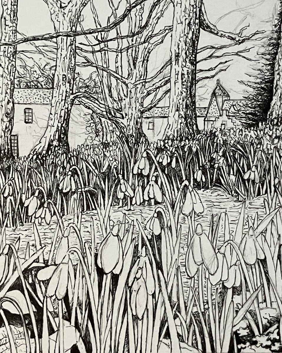 JennyHaslimeier's tweet photo. Day 324. Snowdrops on Islay.

#art #botanical #BotanicalArtist #BotanicalIllustrator #BotanicalIllustration #naturalhistory #NatureArtist #InkPenSketch #BotanicalSketch #RealisticDrawing #Islay #snowdropflowers #snowdrops #ASketchADay #DailyDrawing #DrawEveryday #JennyHaslimeier https://t.co/pXr1dMZFvr