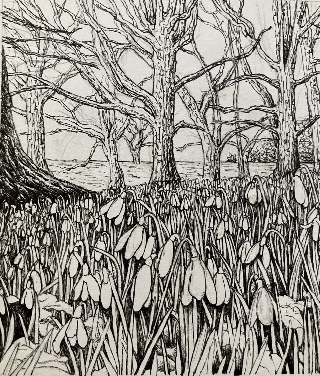 JennyHaslimeier's tweet photo. Day 324. Snowdrops on Islay.

#art #botanical #BotanicalArtist #BotanicalIllustrator #BotanicalIllustration #naturalhistory #NatureArtist #InkPenSketch #BotanicalSketch #RealisticDrawing #Islay #snowdropflowers #snowdrops #ASketchADay #DailyDrawing #DrawEveryday #JennyHaslimeier https://t.co/pXr1dMZFvr