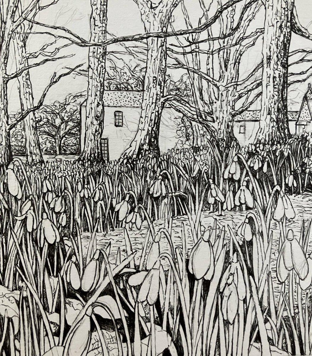 JennyHaslimeier's tweet photo. Day 324. Snowdrops on Islay.

#art #botanical #BotanicalArtist #BotanicalIllustrator #BotanicalIllustration #naturalhistory #NatureArtist #InkPenSketch #BotanicalSketch #RealisticDrawing #Islay #snowdropflowers #snowdrops #ASketchADay #DailyDrawing #DrawEveryday #JennyHaslimeier https://t.co/pXr1dMZFvr