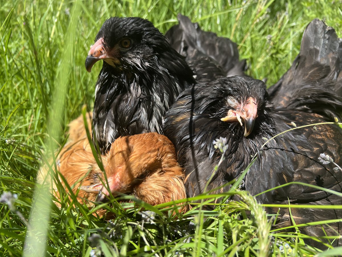 Bizarre0Farm's tweet photo. My pretty teenage chickens ๐ค
These 3 were hatched with the same beak deformity that doesnโt allow them to feed themselves. They are handed by me, and are such a joy.
#chickens #petchickens #crossbeak #crossbeakchickens #chickenrescue https://t.co/vCyw9jhaY4