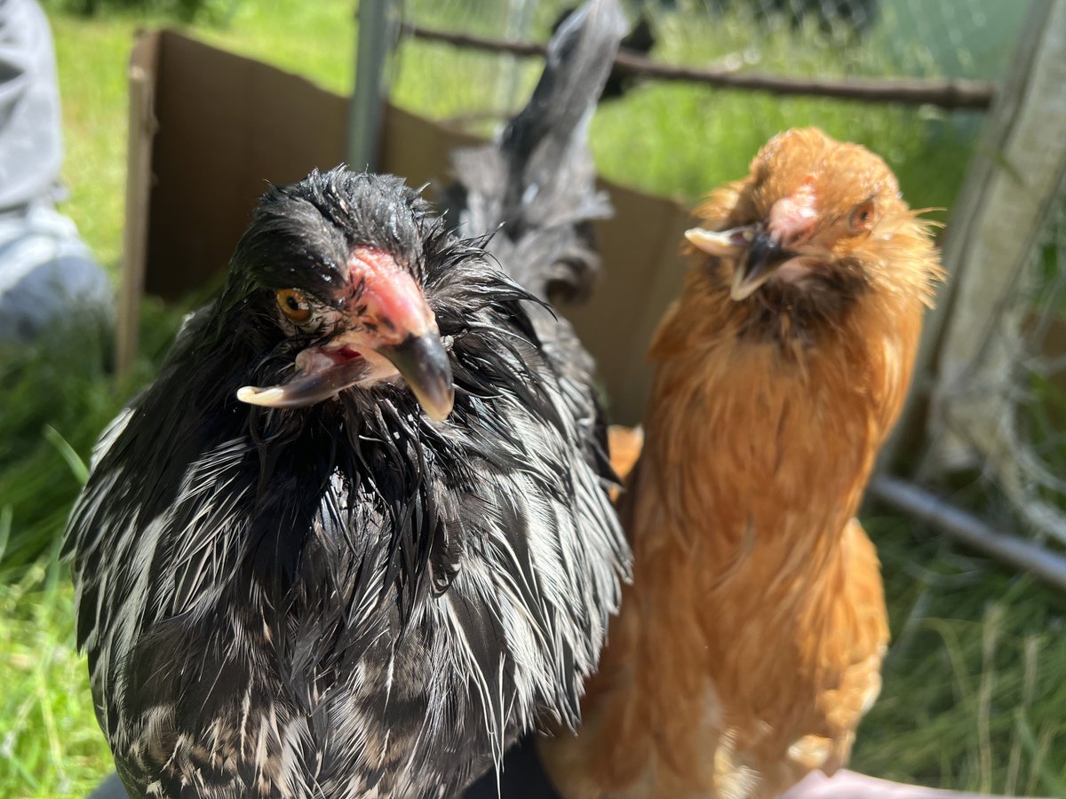 Bizarre0Farm's tweet photo. My pretty teenage chickens ๐ค
These 3 were hatched with the same beak deformity that doesnโt allow them to feed themselves. They are handed by me, and are such a joy.
#chickens #petchickens #crossbeak #crossbeakchickens #chickenrescue https://t.co/vCyw9jhaY4