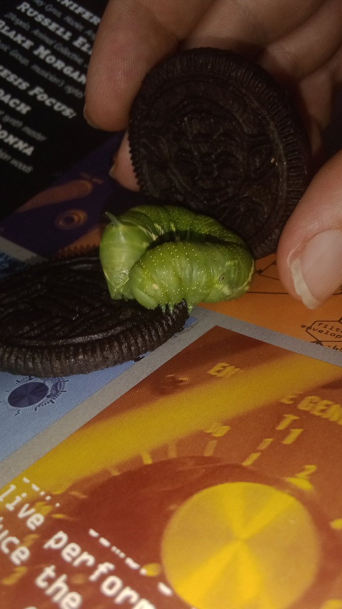 Celebrating this 34th year around the sun with a funky Horned Jabba-the-Hut Tomato eating pest! It will be an R2D2-Yoda-Oreo-cake sandwich breakfast extravaganza! <a href="/Dogtugflem/">Yuri Dudik</a>