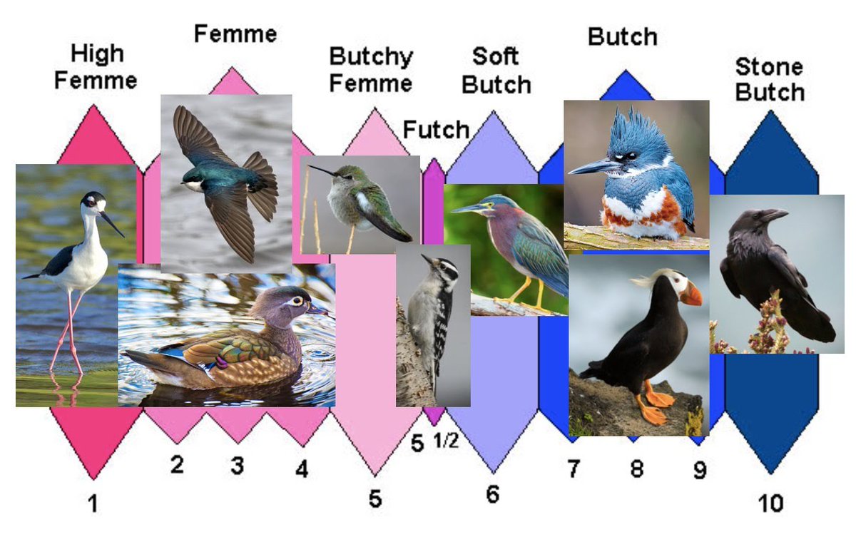 v tweet media
