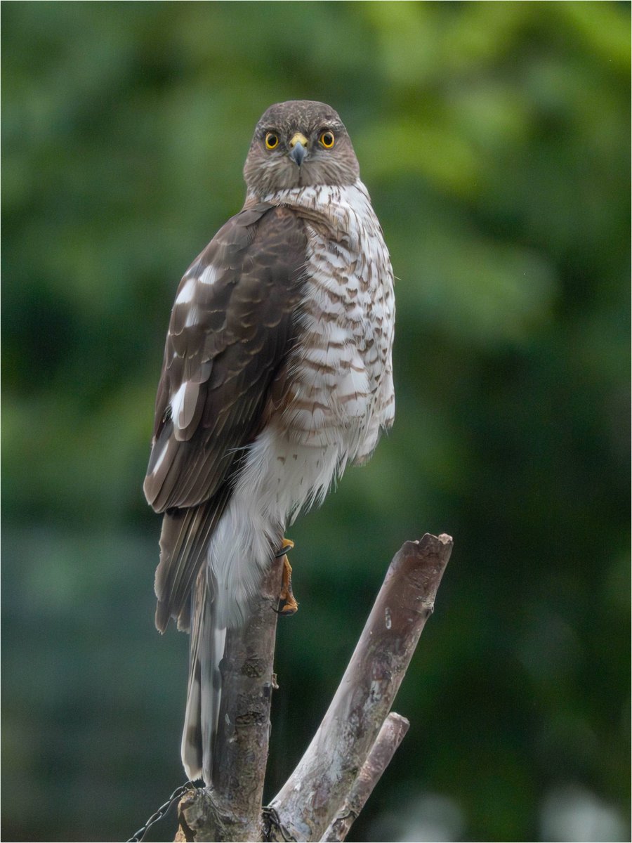 Tonydotlufc's tweet image. Sparrowhawk back on the bird feeder again this evening @carolinelufc @WestMidBirdClub @StaffsWildlife @Staffs_Birds
