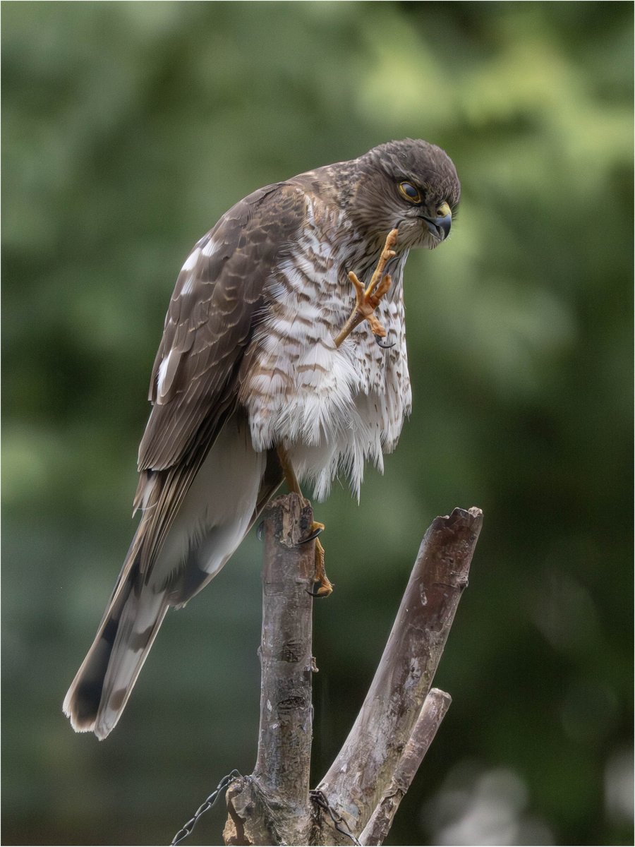 Tonydotlufc's tweet image. Sparrowhawk back on the bird feeder again this evening @carolinelufc @WestMidBirdClub @StaffsWildlife @Staffs_Birds