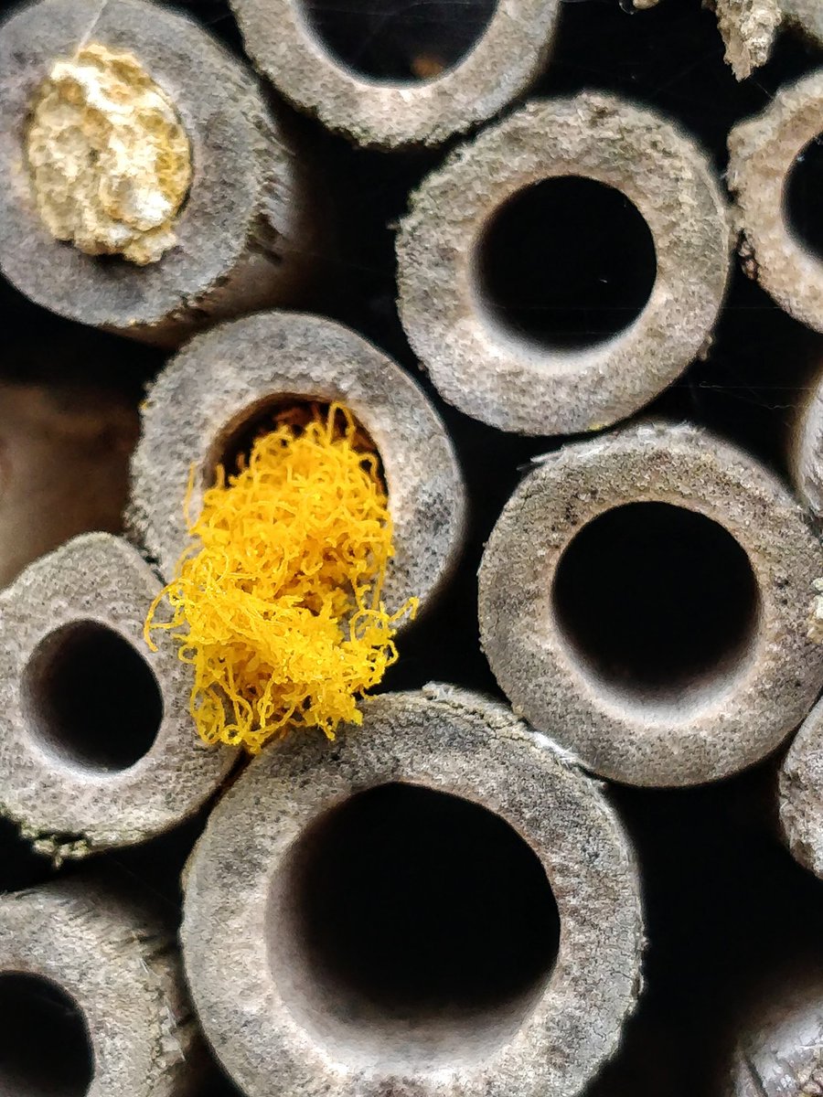 Lady_Hazy's tweet photo. Hey #beetwitter #bugtwitter has anyone seen this before? Pollen spilling out of a bee hotel tube. Unsure if something is trying to get out, or if it's from a parasitic wasp trying to get in... https://t.co/PbbLq9Vsxd