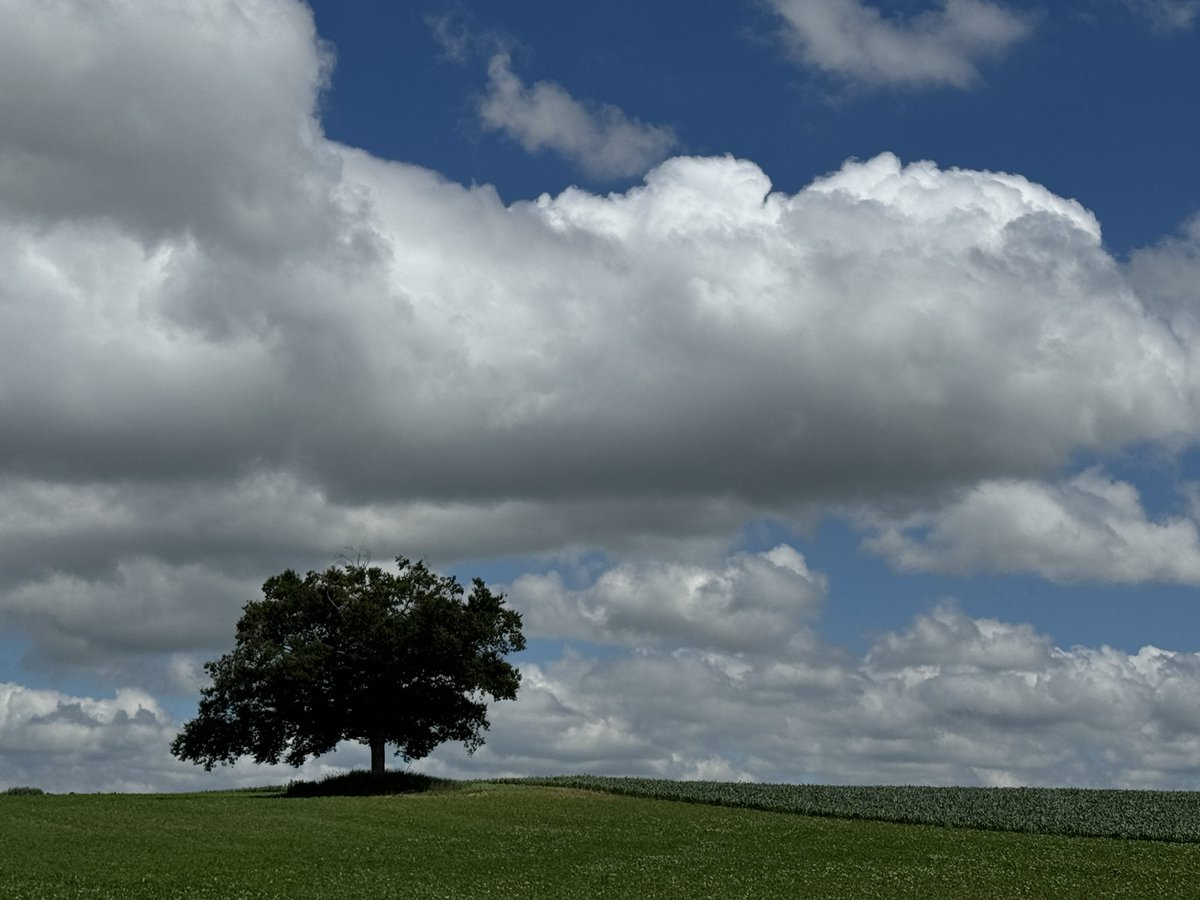 carolzollinger's tweet image. The sky doesn’t even look real today. 🙂 #BeTheTree