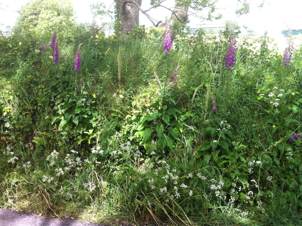 I just signed this petition, will you join me?  my.uplift.ie/petitions/stop… via @UpliftIRL Orange and poisoned vrs Green and Alive. #WestCork Please repost