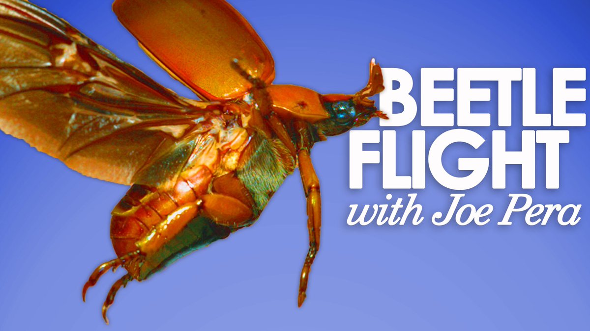 New Ant Lab video out today, guest narrated by Joe Pera!!!!