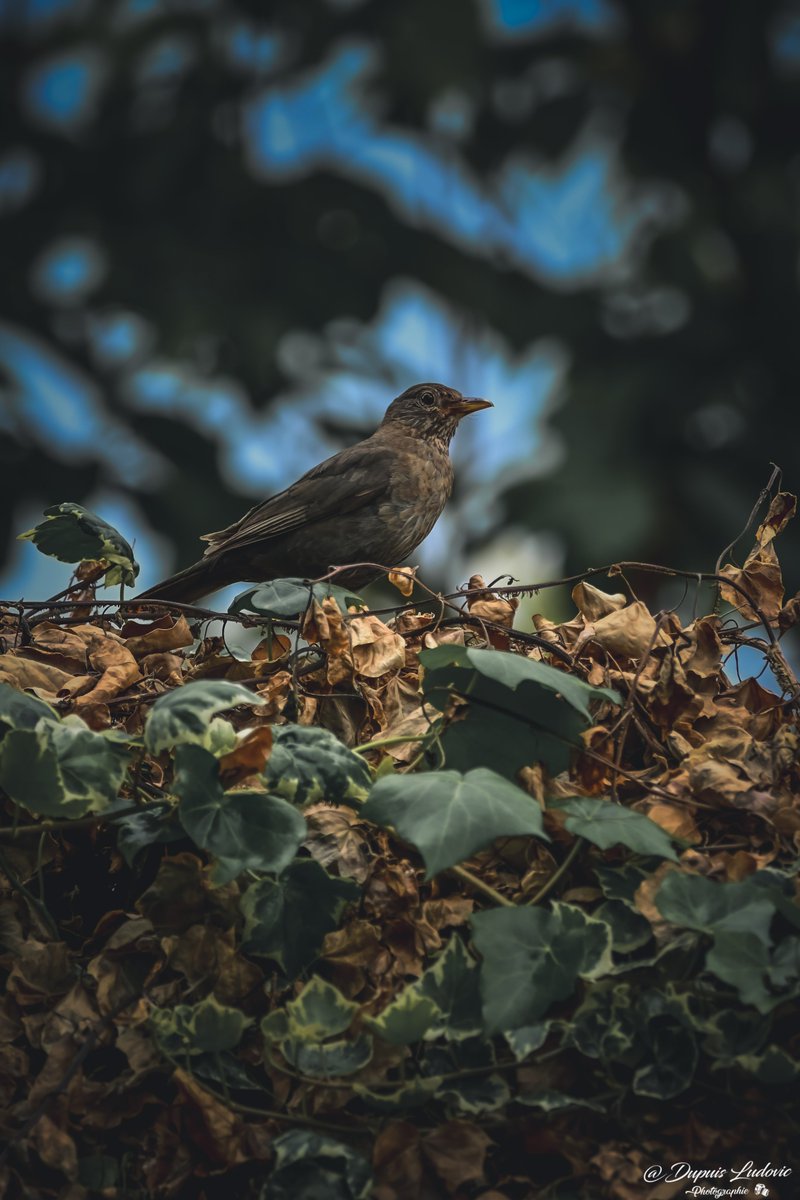 dupuislulu's tweet photo. L'œil doit apprendre à écouter avant de regarder.L'oiseau en cage ne sait pas qu'il ne sait pas voler.
@oisetourisme @conseildepartementaldeloise #hautdefrancetourisme @explore_hautsdefrance_ @cc2v60 #photooftheday #birdphotography #bird #birds https://t.co/VeZl47PR0F