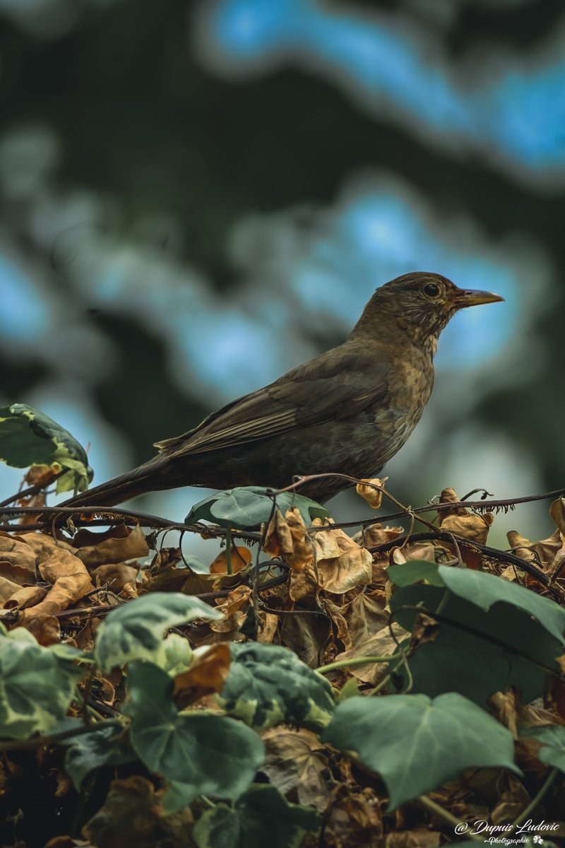 dupuislulu's tweet photo. L'œil doit apprendre à écouter avant de regarder.L'oiseau en cage ne sait pas qu'il ne sait pas voler.
@oisetourisme @conseildepartementaldeloise #hautdefrancetourisme @explore_hautsdefrance_ @cc2v60 #photooftheday #birdphotography #bird #birds https://t.co/VeZl47PR0F