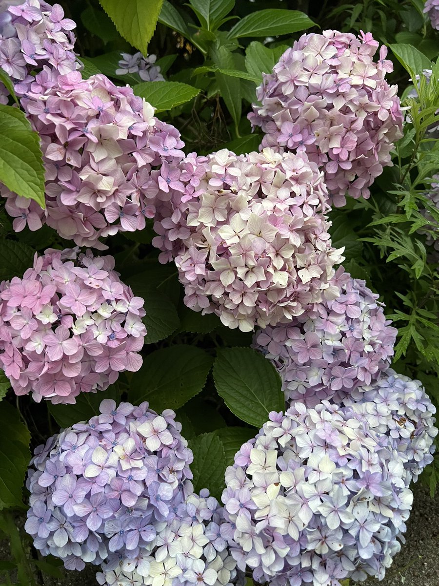 alualucamp's tweet photo. おはようございます♪毎日ジメジメですが、梅雨明けるまで紫陽花楽しみましょ😊 https://t.co/6BDcYa1FRU