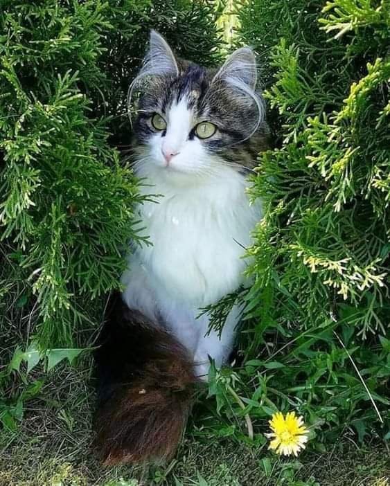 JymmMido19371's tweet photo. 💗😍#beauty #catsmagic #nature 🌿🍃😻 https://t.co/4q4Na2NsWF