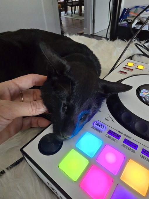 Every time I need to queue up the next track, I have to pay the petting tax. https://t.co/hMYMyeiDqh<a href="/tag/throne"class="tags"><span>#throne</span></a><a href="/tag/wishlist"class="tags"><span>#wishlist</span></a>