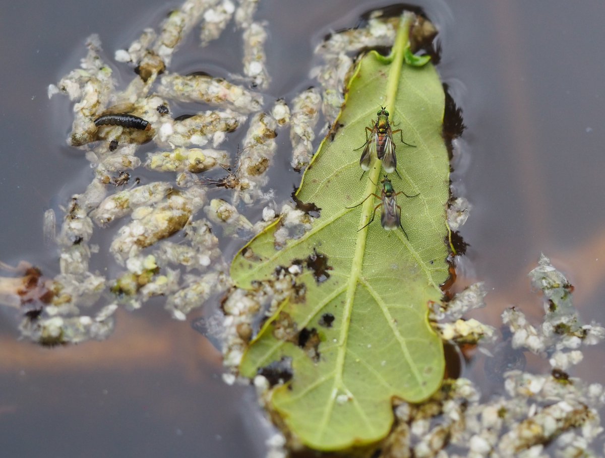 BHAPottingSheds's tweet photo. Semaphore flies, pond skaters, water boatmen, diving beetles, globular springtail &amp; duckweed devouring aquatic larvae (id appreciated) in the pond, spiderlings cover nettles in #TheSpinney &amp; swallows race laps around the running track @BredonHAcademy. 
#30DaysWild #InsectWeek24 https://t.co/xY9qj2aqng