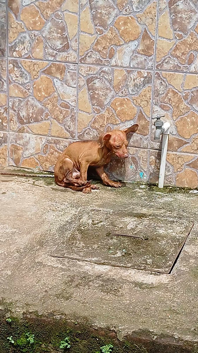 Somosngeles1's tweet photo. Denuncia de maltrato animal 
Ese perrito 🐕 Chihuahua acaba de ser golpeado por la dueña en la colonia La Trinidad en El Refugio Ahuachapán esa es la casa donde vive la maltradora en dicha colonia 
@GABEHASH  @ibaelsalvador 
Favor atender el perrito está muy mal según la denuncia https://t.co/kbxJIdkyZc