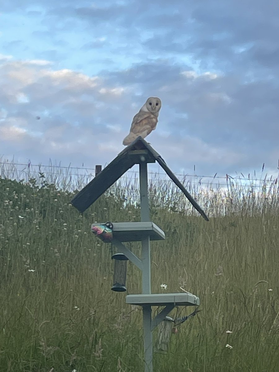robin asquith (@robinasquith) on Twitter photo Cheeky visitor to the bird table in the garden tonight #northyorkmoors <a href="/NorthYorkMoors/">North York Moors NP</a> #wildlife #nature Cheeky visitor to the bird table in the garden tonight #northyorkmoors <a href="/NorthYorkMoors/">North York Moors NP</a> #wildlife #nature