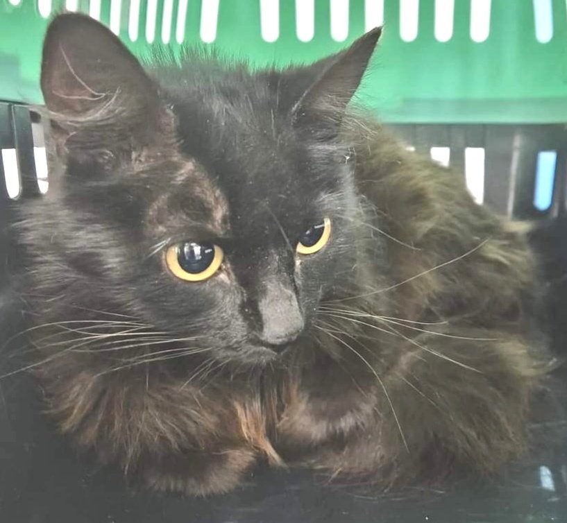 Gata trobada a #SantVicençdeMontalt, no porta microxip, si coneixes la seva família > 93 797 42 72 #XarxaBarcelonaTrobats #gràcies #maresme