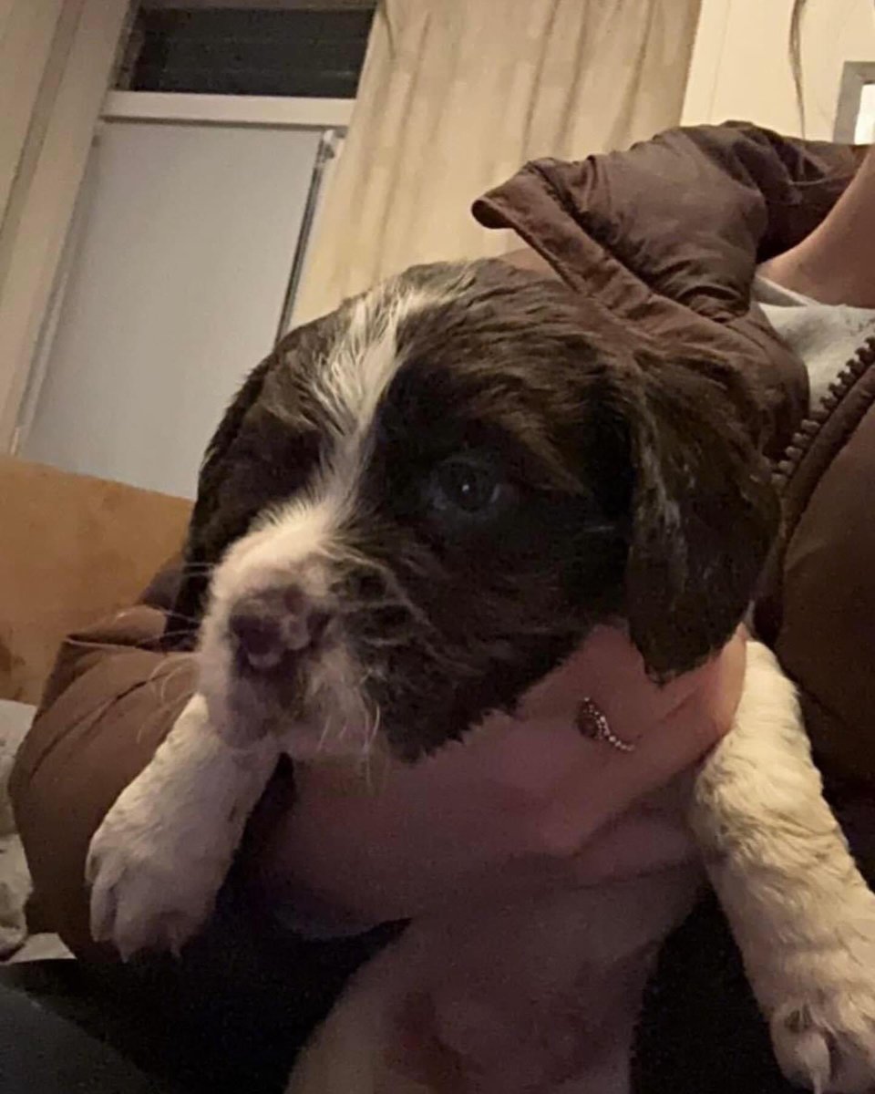 #StolenDogHour 
We’ve had 3 of our #gundogs #stolen from #Kennels in #hp7 between #littleMissenden and #Amersham 21/06/24 ￼
Black #springer dog/white flash on chest 
1 Liver&amp;white #Sprocker dog/1 female
doglost.co.uk/dog-blog.php?d…
doglost.co.uk/dog-blog.php?d…
doglost.co.uk/dog-blog.php?d…