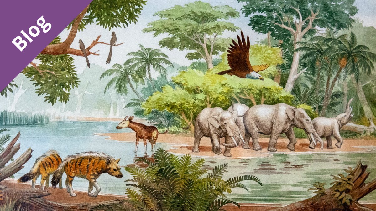 Blog: Langebaanweg – A Cenozoic treasure trove in South Africa
palaeocast.com/langebaanweg-1/

In the first instalment of this series, Brigette Cohen introduces us to Langebaanweg, a Mio-Pliocene lagerstätte from South Africa, and retells the history of its discovery. 

#Paleontology