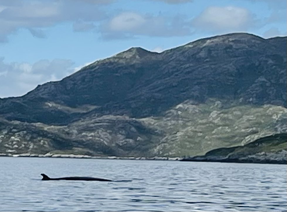 JuliePeasgood (@juliepeasgood) on Twitter photo Thank you to our dear friends Lorna and <a href="/WheelerJezz/">jezz wheeler</a> and new friend Noah - for one of the BEST days EVER! We saw WHALES! 👏 Mother and calf Minke’s and a Humpback! ❤️ #sunshine #sea #fun #sky #friends #whalewatching #joy #happy #excited #outerhebrides Thank you to our dear friends Lorna and <a href="/WheelerJezz/">jezz wheeler</a> and new friend Noah - for one of the BEST days EVER! We saw WHALES! 👏 Mother and calf Minke’s and a Humpback! ❤️ #sunshine #sea #fun #sky #friends #whalewatching #joy #happy #excited #outerhebrides