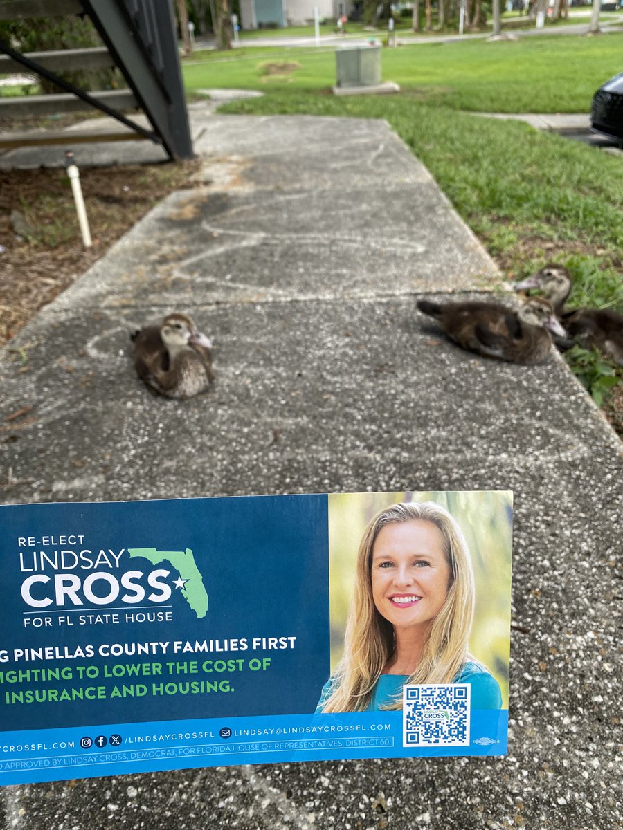 LindsayCrossFL's tweet photo. Great time talking to voters (&amp; some cute chicks) this weekend! Thanks to rockstar volunteers like Matt! 

#crosswalking #crossforflhouse #canvassing #stpetersburg #stpete #community https://t.co/gdVRiyJLmE