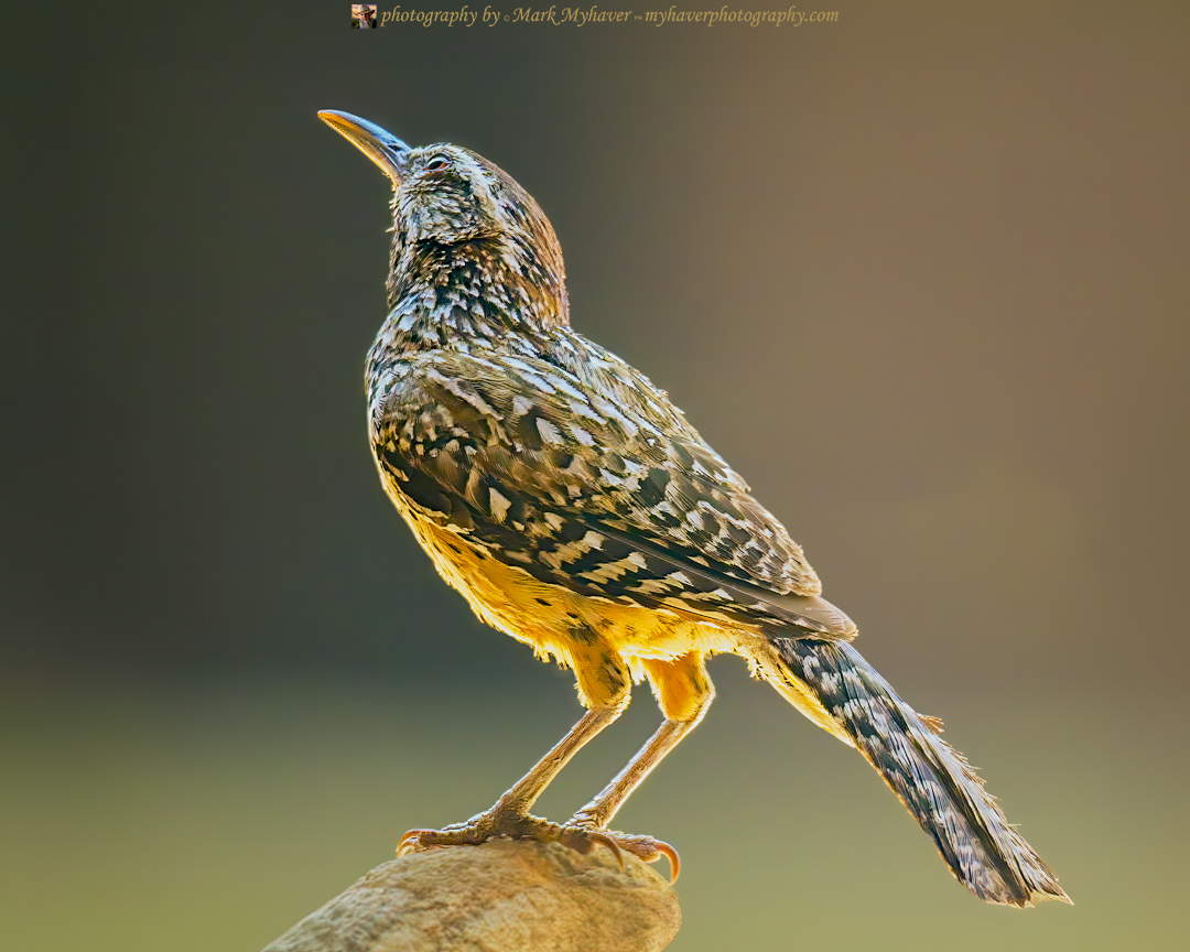 Cactus Wren 25513
Photography by Mark Myhaver 
myhaverphotography.pixels.com/featured/cactu… 
#birds #wildlife #nature #myhaverphotography