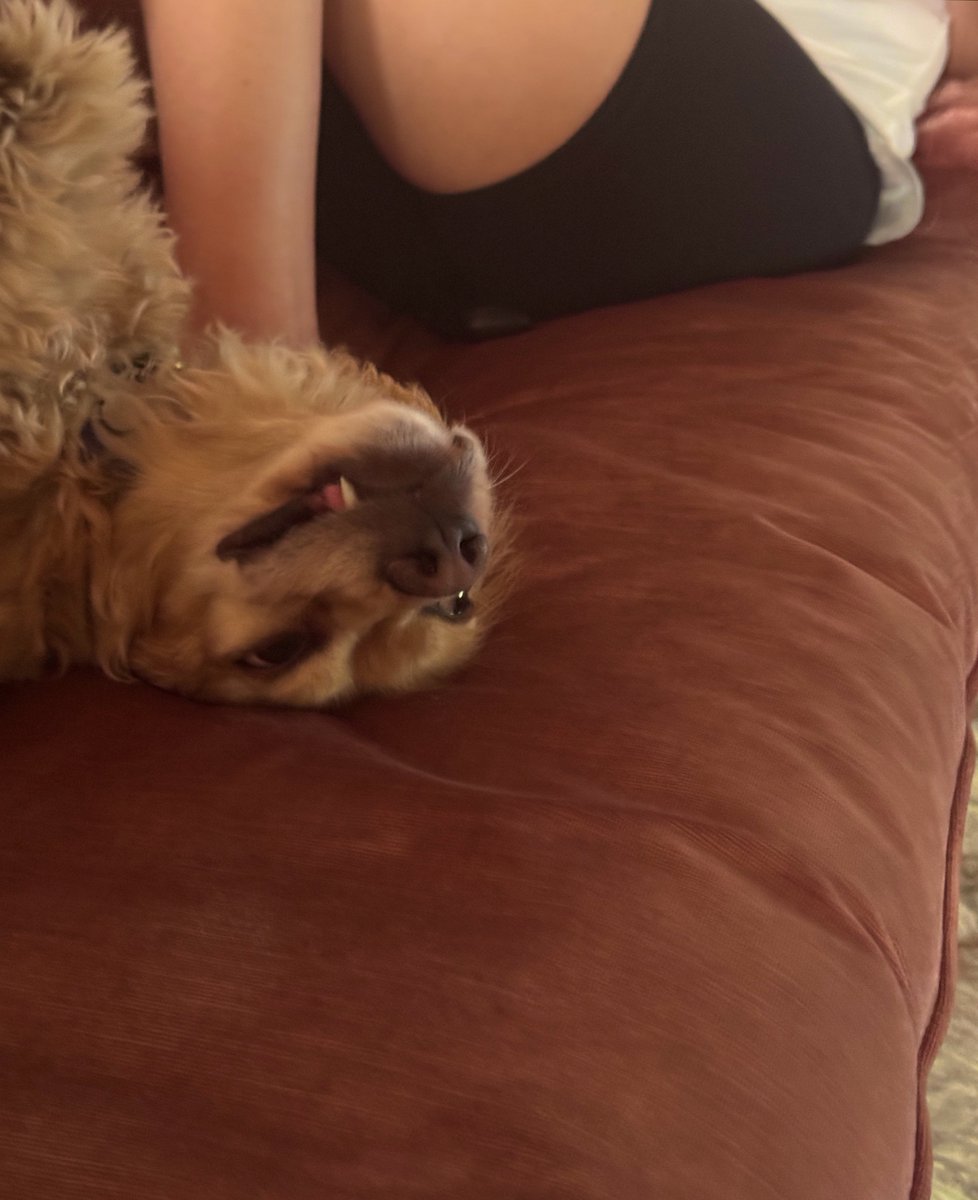 VanTheBrand's tweet photo. TFW you get da afternoon belly rub https://t.co/4pxoipdSQ7