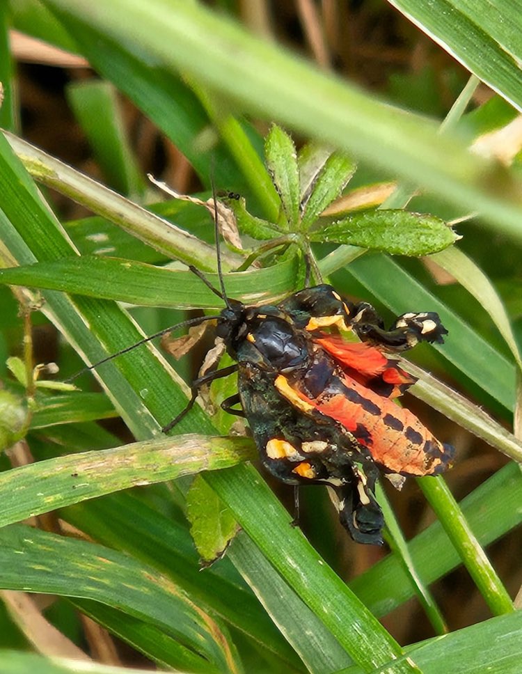 Not entirely sure if this is a bug or emerging butterfly???