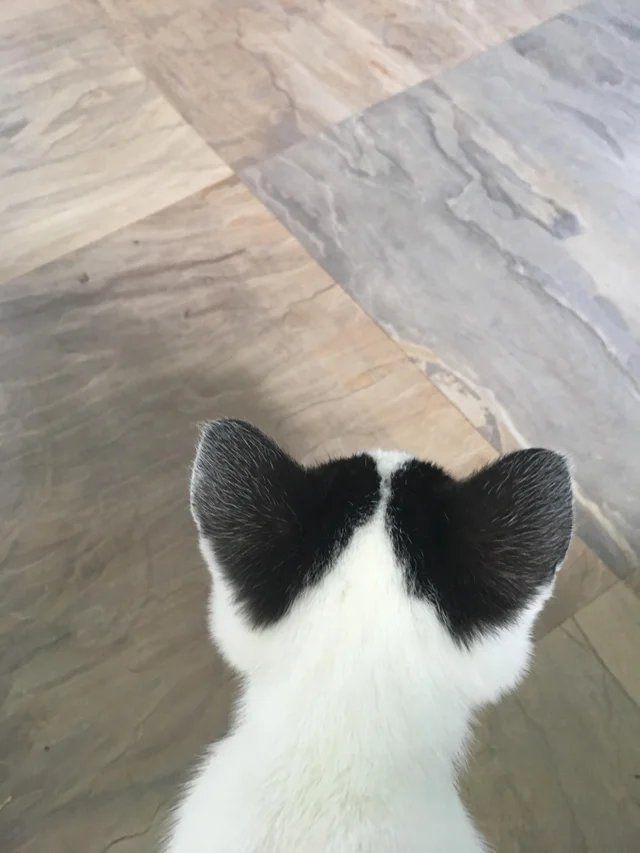 ShouldHaveCat's tweet image. kitten has hearts behind her ears