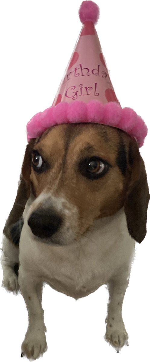 shelliethebeag1's tweet photo. Happy Birthday #ShellieTheBeagle https://t.co/o63Ycy4Wn1