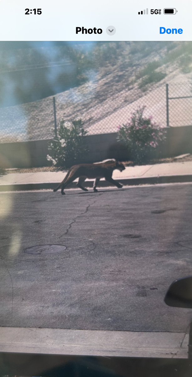 Mountain lions spotted in Castaic! Likely scared of the fire and helicopters.