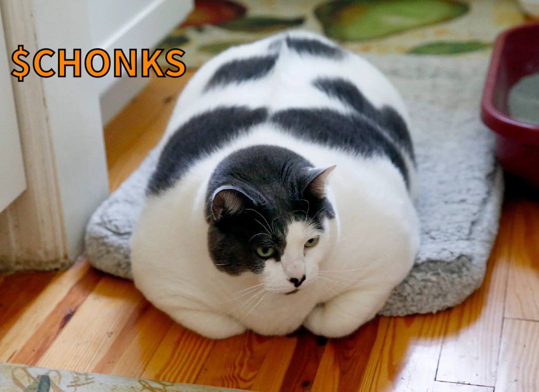 Chonks tweet media