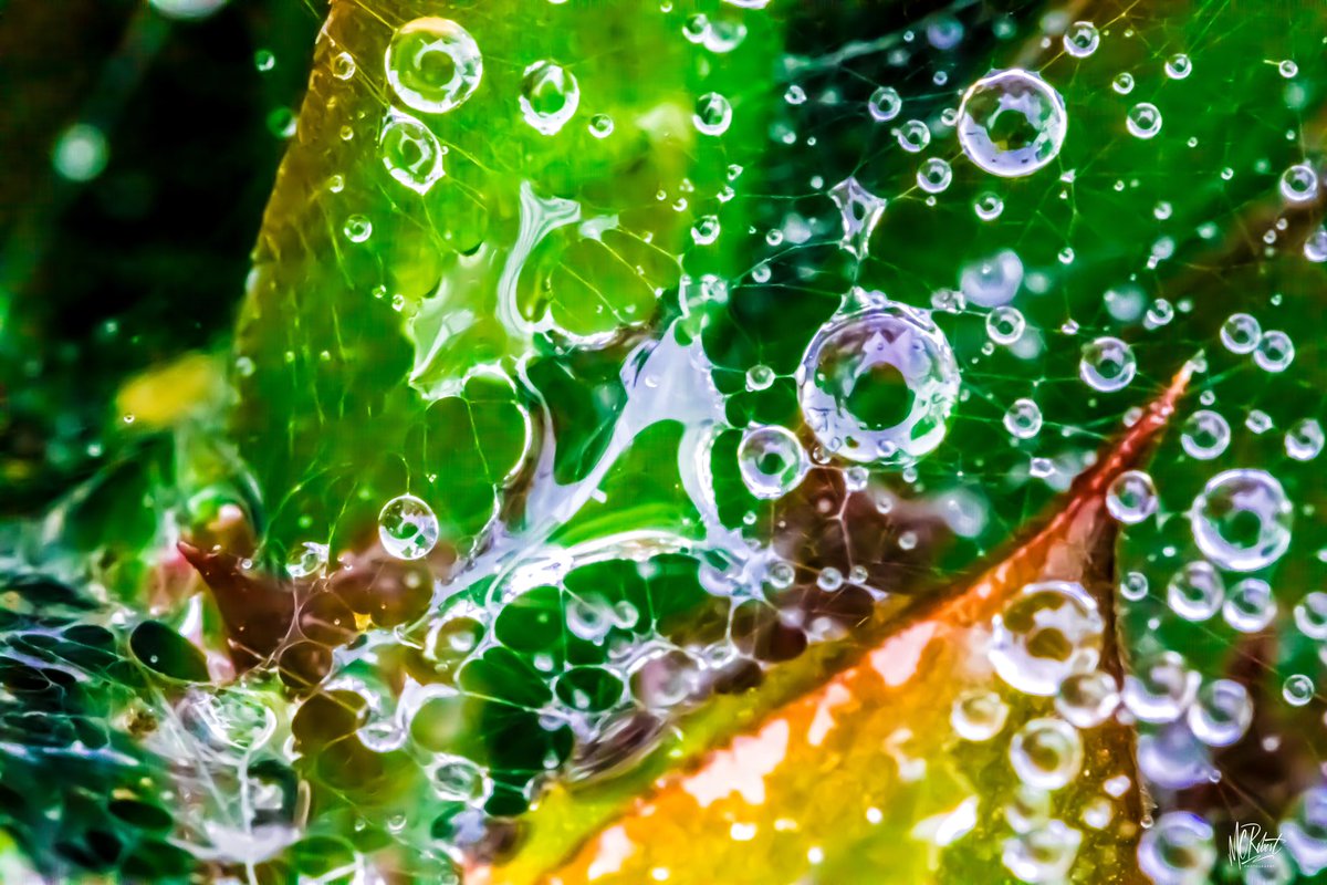 After the rain.