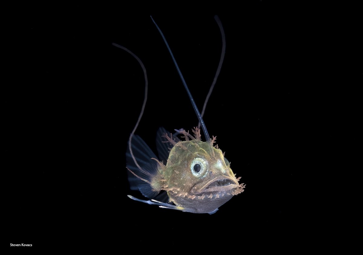 The Blackwater cartoon character, Lophiodes reticulatus. Palm Beach, Florida.
#ikelite