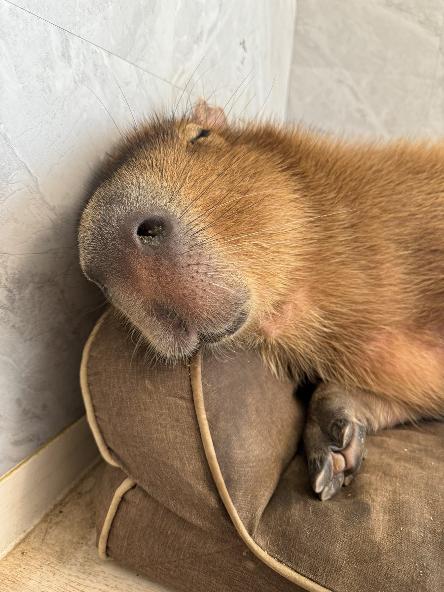 ▔▔

月曜日から ズル休みします〜  ʕ•͡×•ʔ۷

#マロン #マロン姫 #カピバラ #capybara