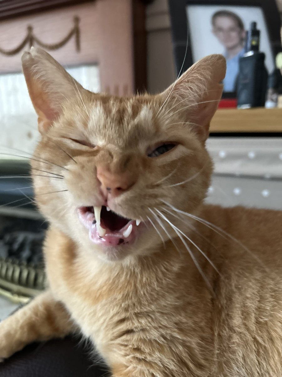 Only1Carlton's tweet photo. TBH this is what our cat thought of the overall performance! #ENGSLV https://t.co/npKG4g7ISz
