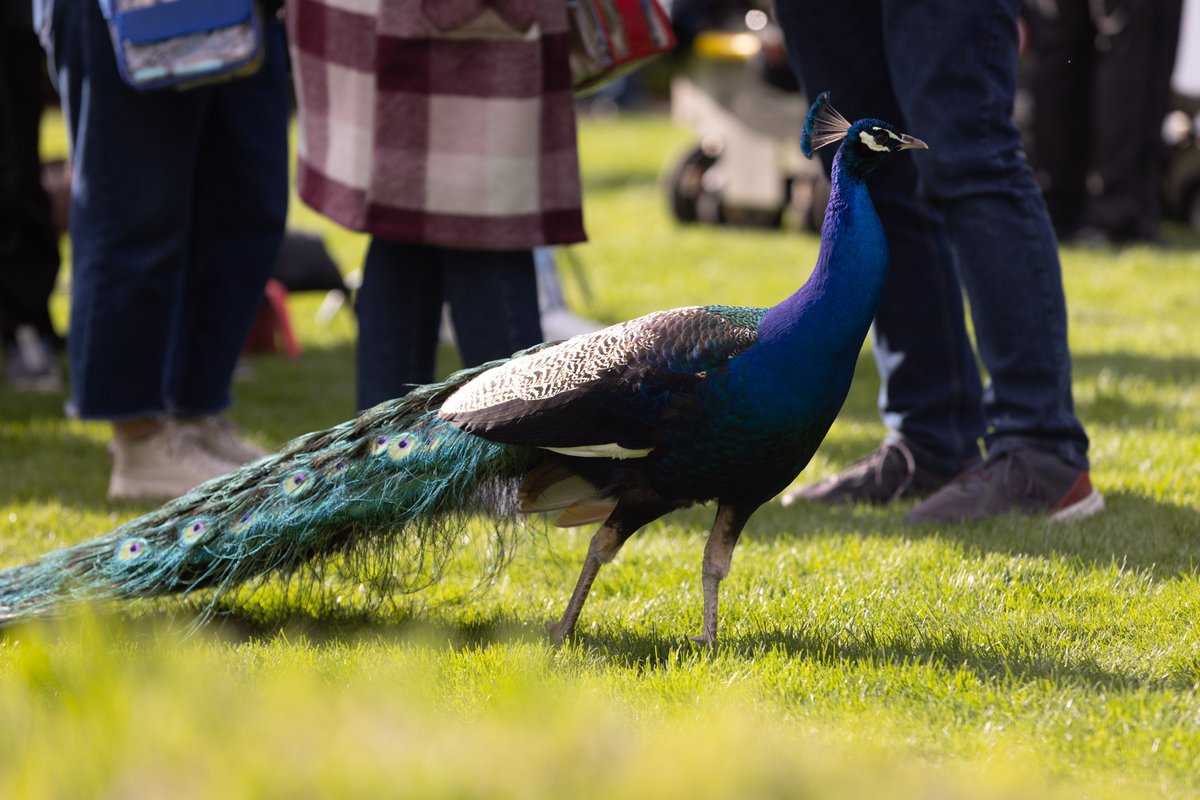 EricWheelwright's tweet image. While setting up for a scene that I directed with Faye Dunaway and Cheech Marin, another star made a guest appearance!

Main Cast:
• Peacock
• Faye Dunaway
• Andrew McCarthy
• Mena Suvari
• Harvey Keitel
• Janet Montgomery
• Brandon Routh
• Cheech Marin
• Jonathan Baker…