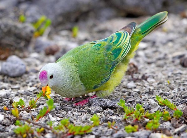 a_london_pigeon's tweet photo. Atoll Fruit Doves (Ptilinopus coralensis) - locally called O'o - are adapted exclusively to low coral atolls, usually uninhabited. They frequent forest and abandoned coconut plantations, on coral reef islands of the Tuamotu Archipelago #French_Polynesia #South_Pacific https://t.co/GqOqOHRVF3