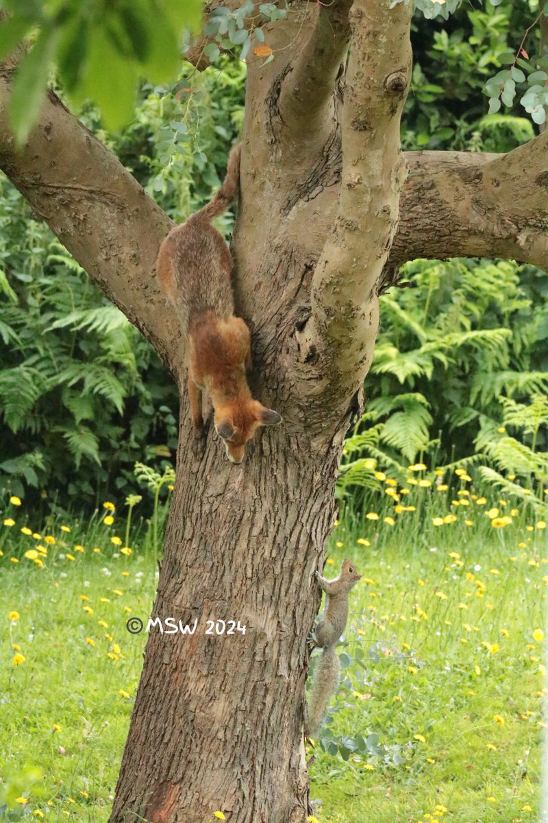 mike54126's tweet photo. @ChrisGPackham fox vs squirrel, fox takes a different approach #FoxOfTheDay https://t.co/crjxSoGiCB