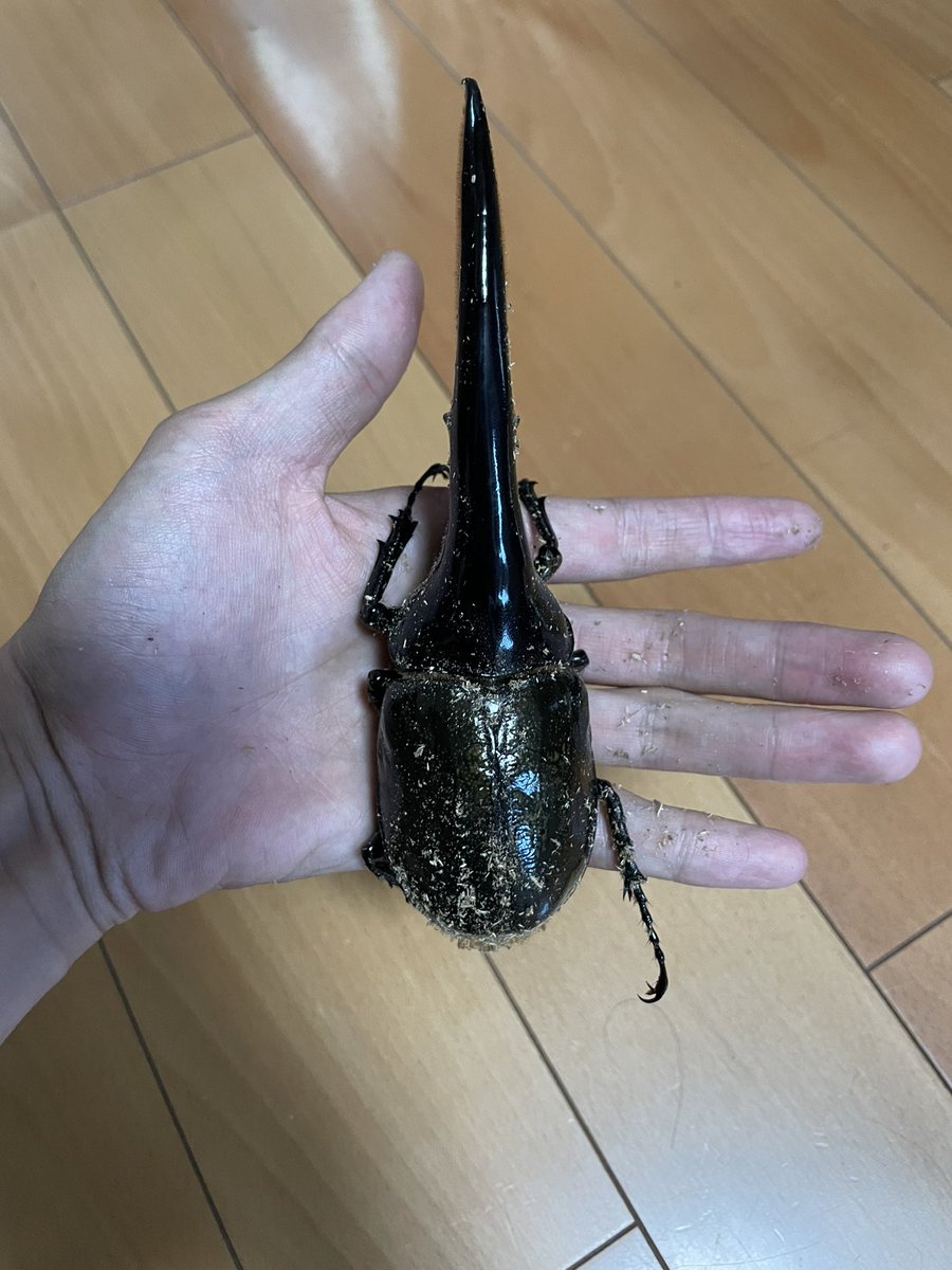 たじま tweet media