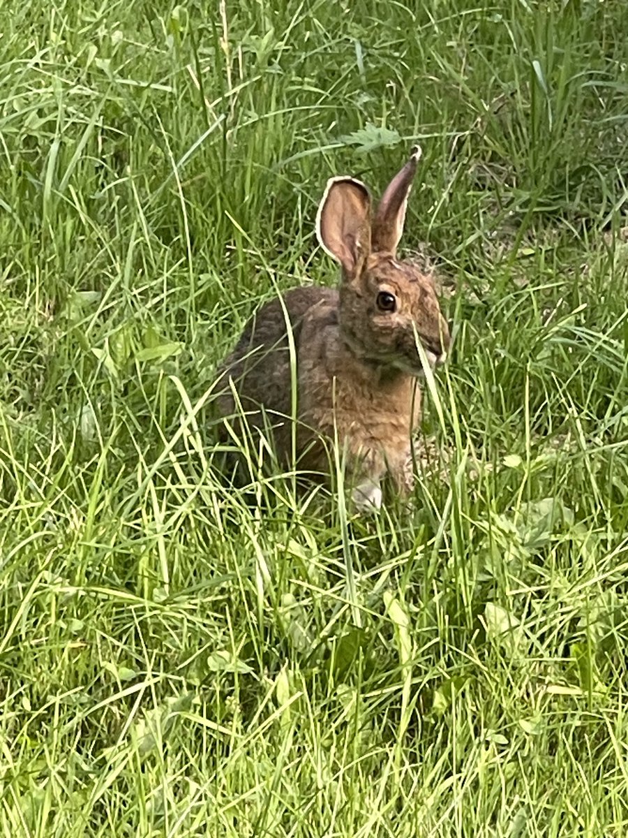 We have a name!!! SWEET BUN!