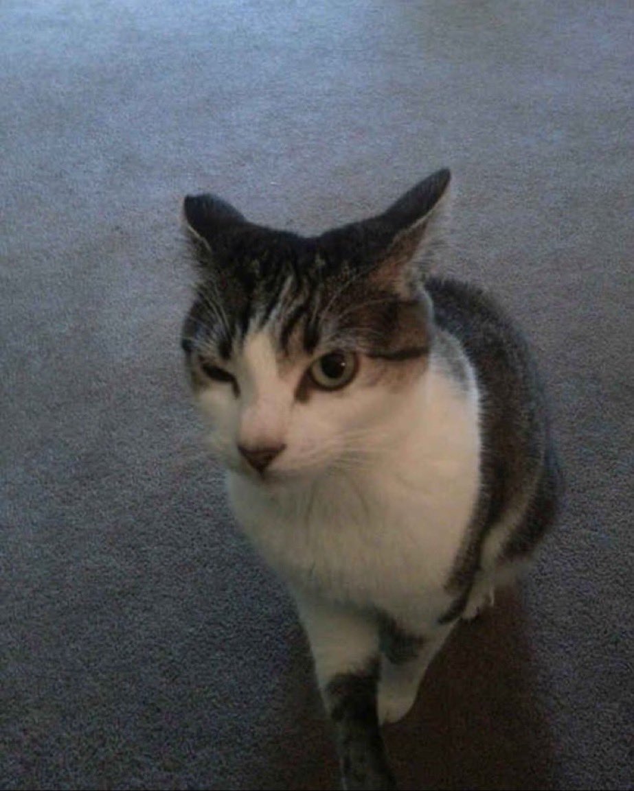 PunchingCat's tweet image. 🤨