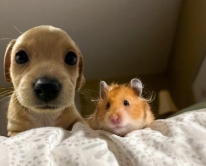 bongo and frens <a href="/billycoinsolana/">Billy</a>

$BONGO