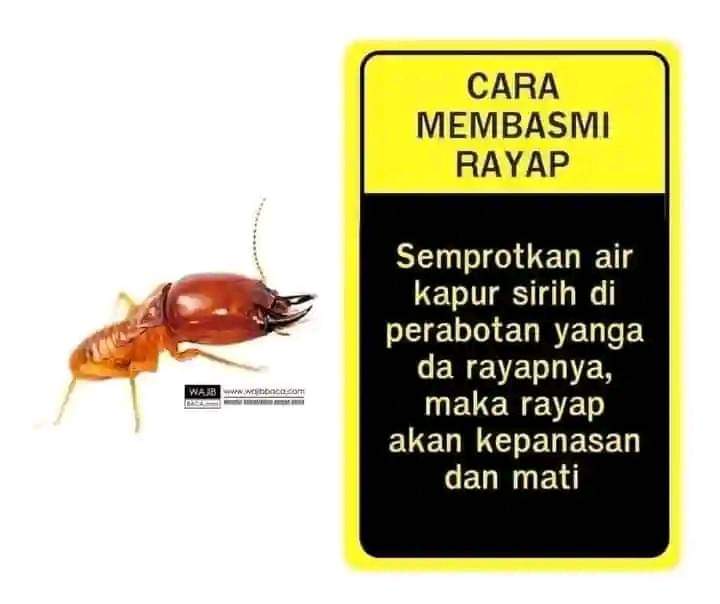 Penting Nih

Beberapa cara untuk mengusir serangga dan binantang berbisa dari rumah.

Mohon maaf tips untuk usir buaya dari rumah belum nemu

Page 1