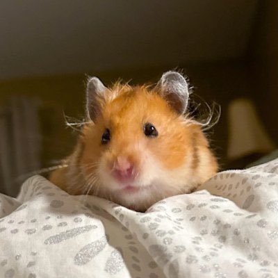 If this tweet gets 100 likes, I’ll convince <a href="/IGGYAZALEA/">IGGY AZALEA</a> to tweet a picture of $BONGO

<a href="/bongohammy/">Bongo</a> 🐹