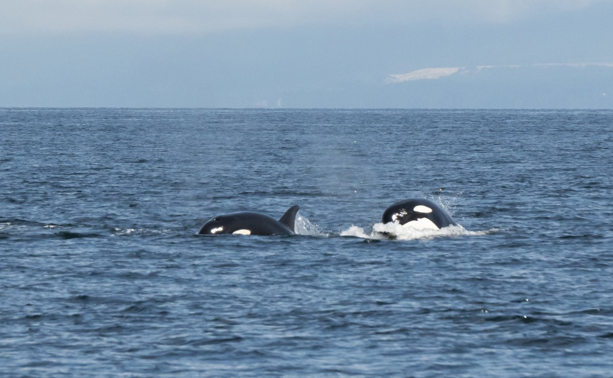 Great Orca show this morning off of Gabriola Island.