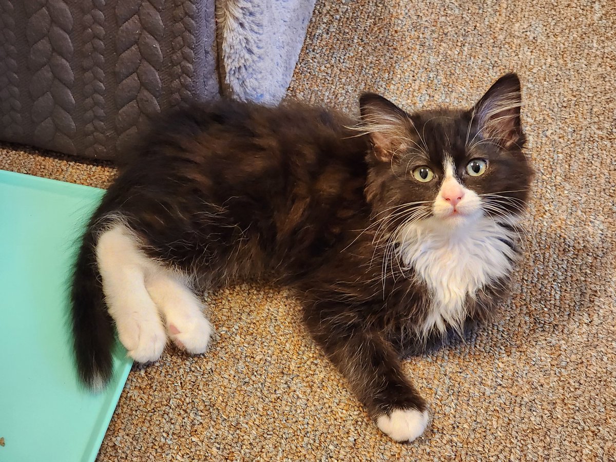 RuckusAmungus's tweet image. 😻Kendrick LaMeow aka KenDOLL😻
#cattwitter #cat #cute #kitten #kittensofX #CatsOfX #Sundayfeeling