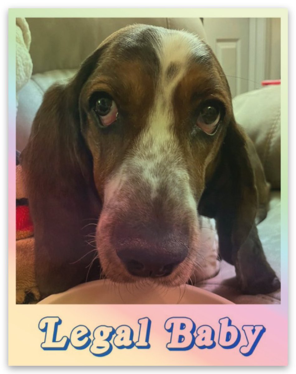 Hihihi. Did you know Karls has MERCH?! Featuring Karls and Luther and Nyxie and UnclePuppy?!