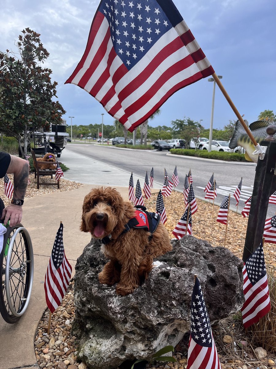 aparandhisdoods's tweet image. #servicedogsintraining #passedgoodcitizenstest #tasktraining #labradoodle